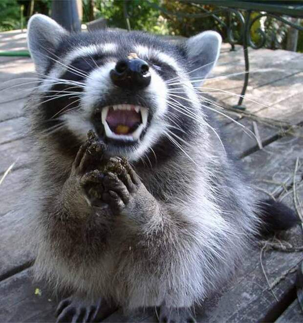 Животные, которые не были готовы к фотосессии
