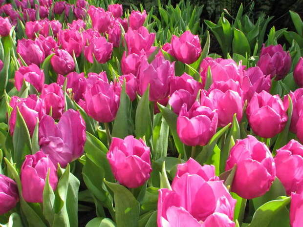 4360286_tulips (700x525, 78Kb)