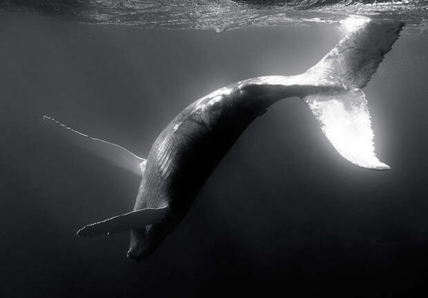 fotografii kitov 9