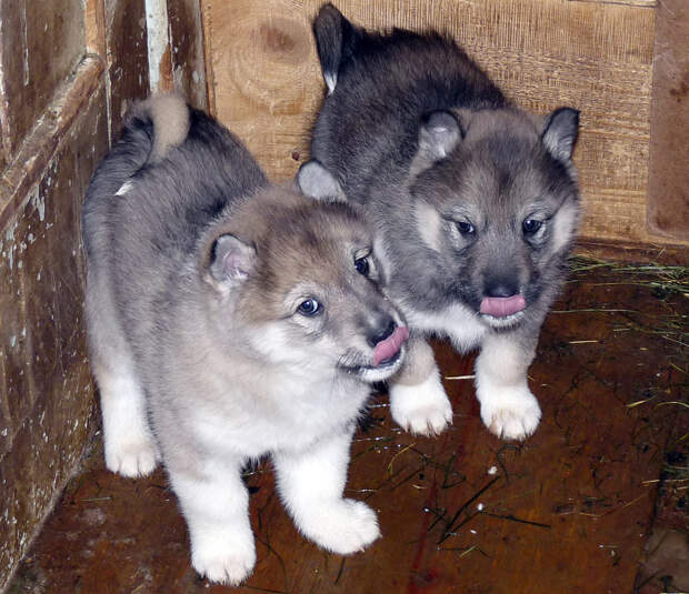Dogs