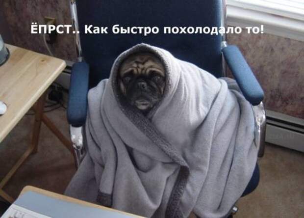 Холод - это главная проблема осени листья, осень, печаль, прикол, юмор