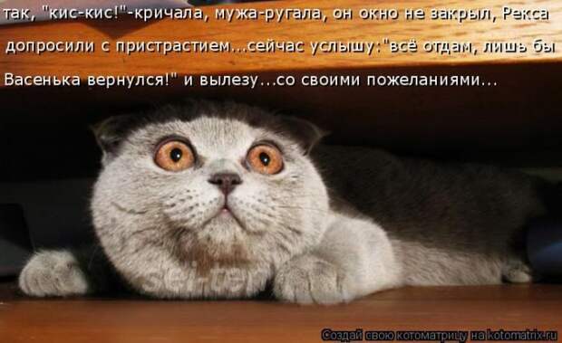 Лучшие котоматрицы недели