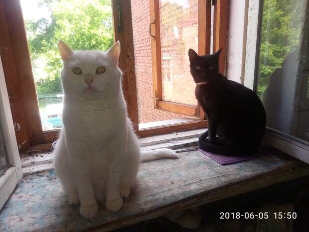 помощь животным коты на окне