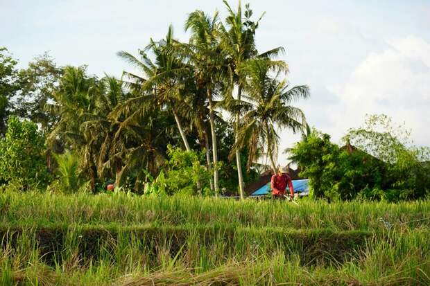 Новая угроза для российских туристов на Бали: комары перенесли активность на весь день
