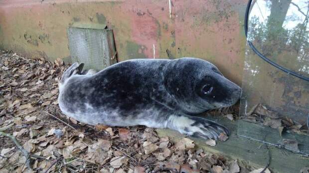 В Петербурге выпустили на волю спасенного тюленя Валдая