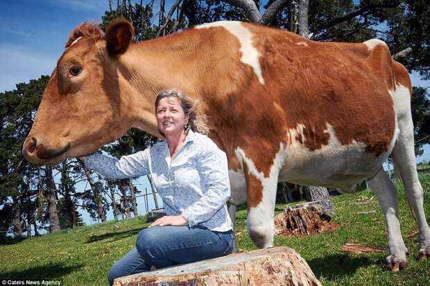 Святая корова! Кажется, Большой Му — самый крупный бычок в Австралии австралия, коровы, крупнейший бык