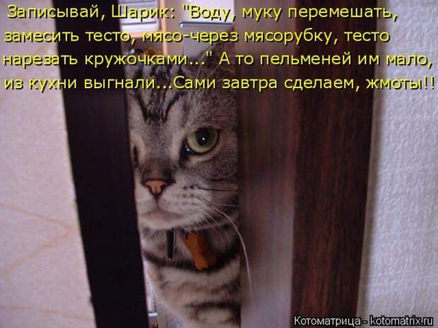 Лучшие котоматрицы недели (50 фото)
