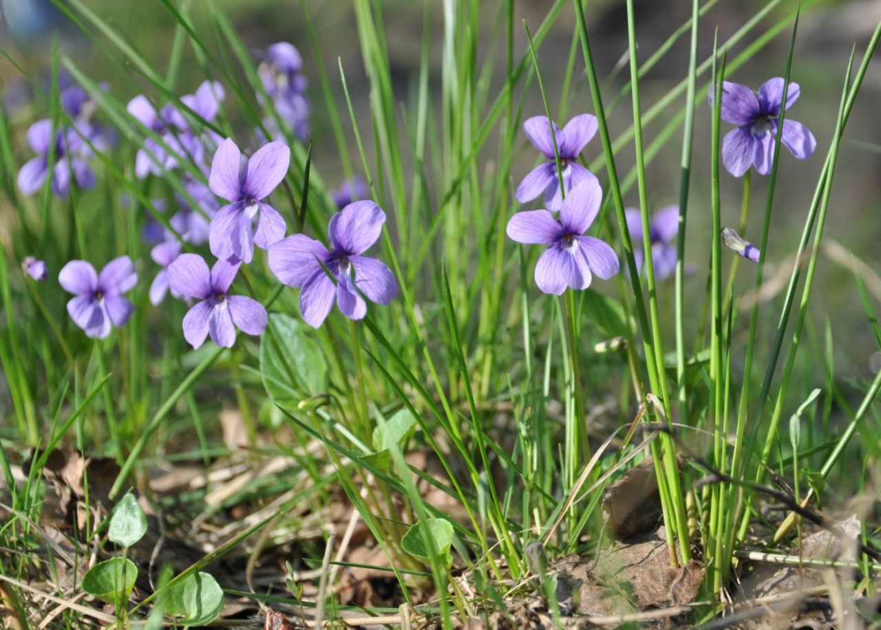 Фиалка топяная - Viola uliginosa - Изображение растения - Плантариум