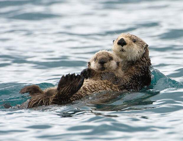 animalparents12 Эти животные научат быть хорошими родителями