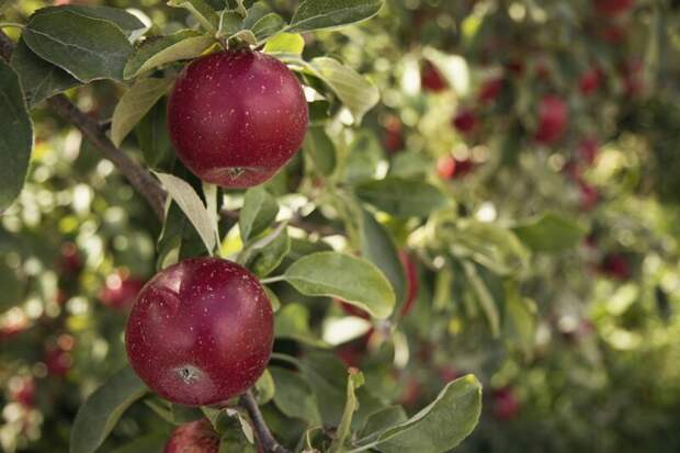 Уход за яблонями весной - эффективные методы для здорового урожая