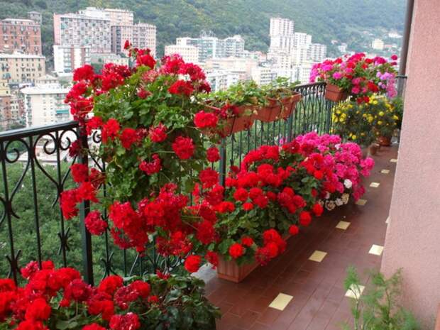Самые неприхотливые цветы для балкона цветущие все лето