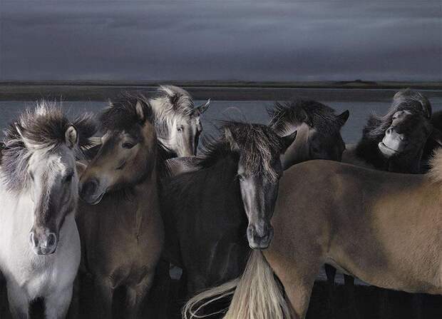 Horsei 22 Грация прекрасных лошадей в фотопроекте Equus