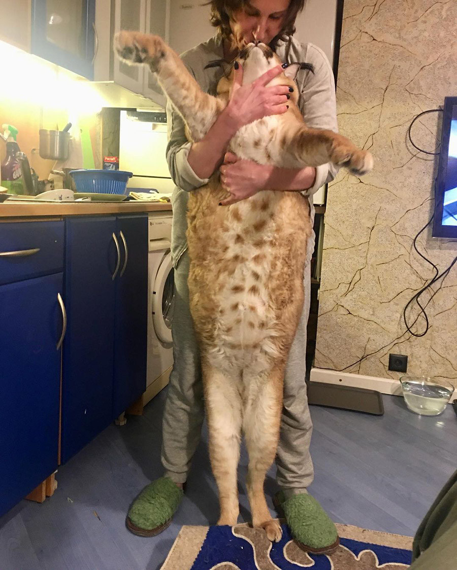 Кто же на самом деле этот кот Шлепа, самый популярный котомем? (ФОТО)