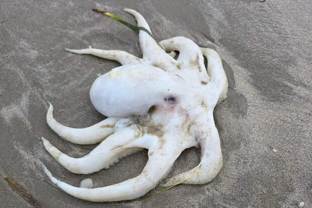 На берег вынесло осьминогов-одеял