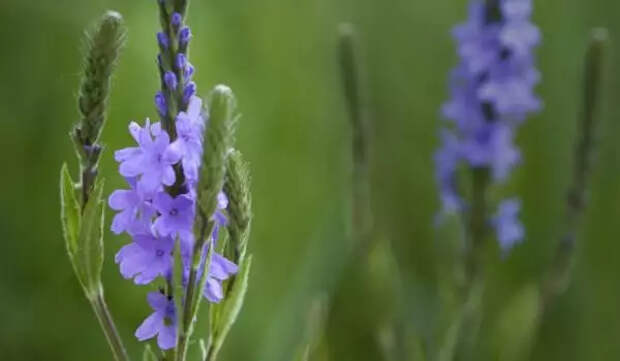 Verbina Herb
