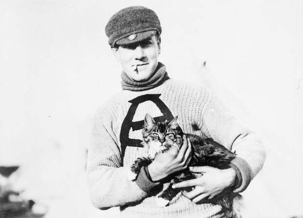 Котейки Первой мировой война, животные, история, кот
