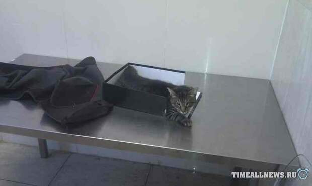 Спасение кота Спасение кота