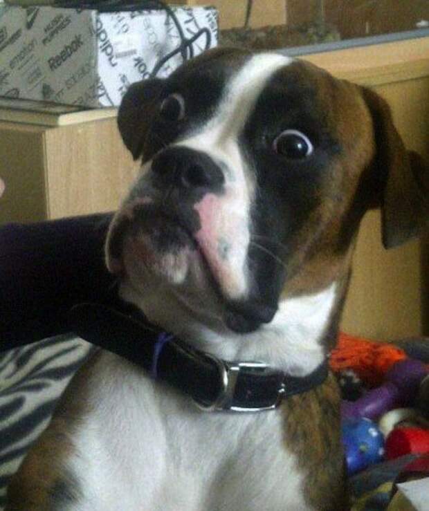 20 животных, которых тоже чертовски удивляет этот мир удивление, чувство, эмоции, животные