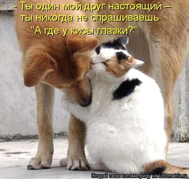Кошатина да псятинка позитивная, этакая забавная, с надписями, очень много на выходные