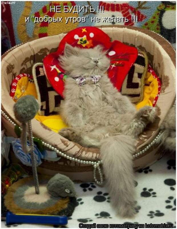 Лучшие котоматрицы недели (50 фото) Лучшие котоматрицы недели (50 фото)