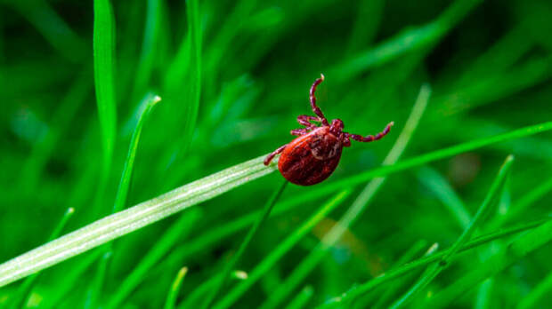 Парки и скверы Москвы обработали от клещей
