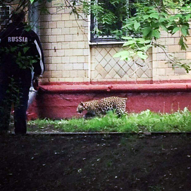 Домашняя киска. Домашняя киска.