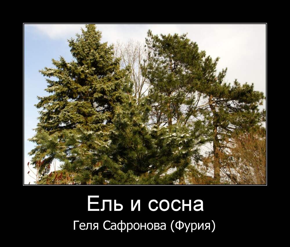 В каждой сосне не было