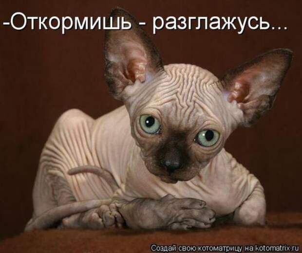 Котоматрицы(картинки с надписями)
