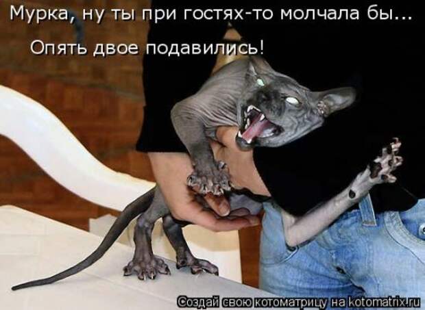 Новая котоматрица (39 фото)