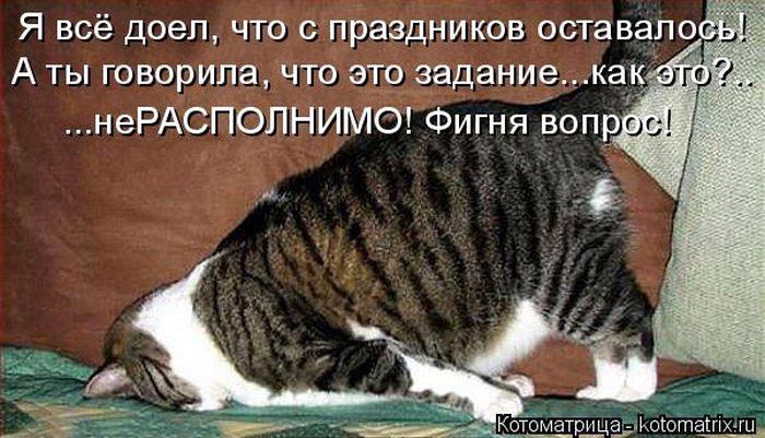 Лучшие котоматрицы недели (50 фото)
