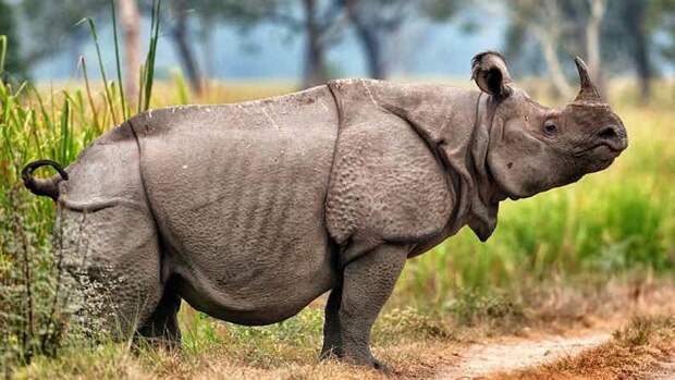 13. Яванский носорог вымирание, животные, мир