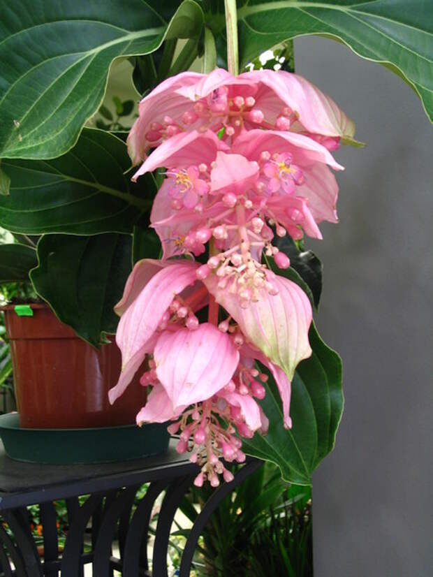 photo-019-medinilla-melastomovye (450x600, 79Kb)