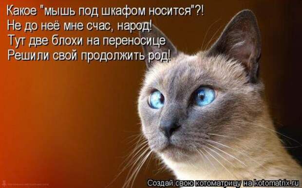 Котоматрицы(картинки с надписями)