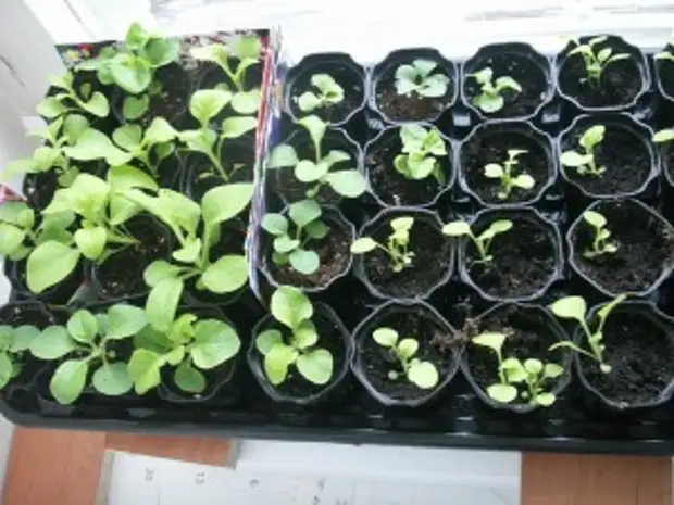 цветущие однолетники рассада. петуния ампельная всход. ростки кальцеолярия. садовые цветы однолеткм на рассаду. название цветов рассады.