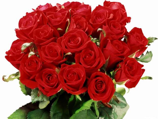 1920x1440 Обои розы, цветы, букет, красные, шикарно, белый фон