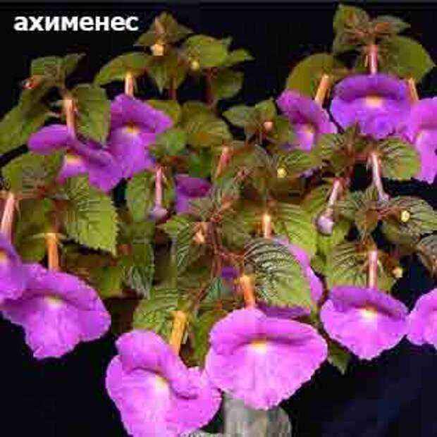 plants-may14-12.jpg