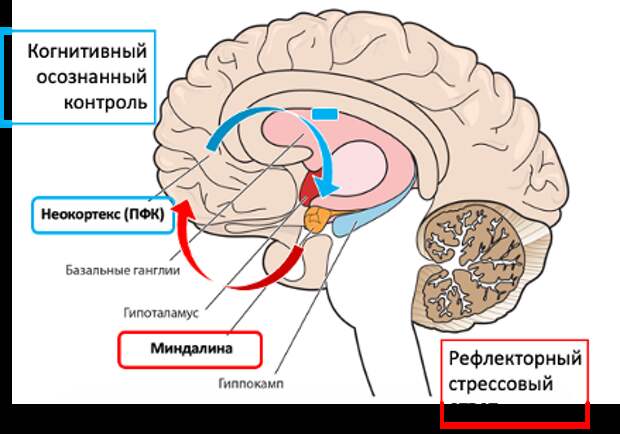 Теория неопределенности и катастрофизации мышления