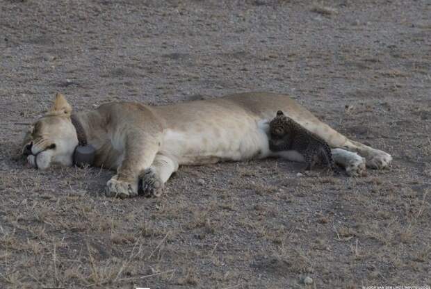 В национальном парке Танзании "Серенгети" произошёл небывалый случай детеныш, львица, национальный парк