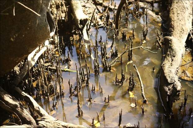Кто ещё живёт в мангровом лесу Мангровый лес, в мире, земля, планета, природа, экология