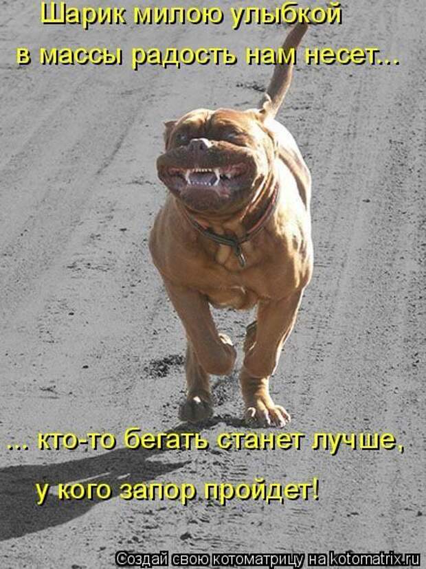 Кошатина да псятинка позитивная, этакая забавная, с надписями, очень много на выходные