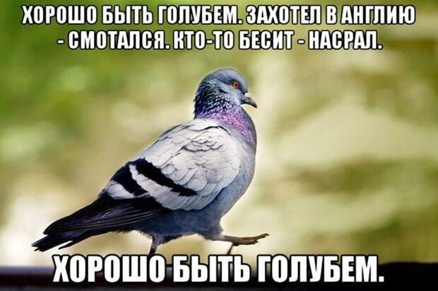 Прикольные картинки (95 фото) Прикольные картинки (95 фото)