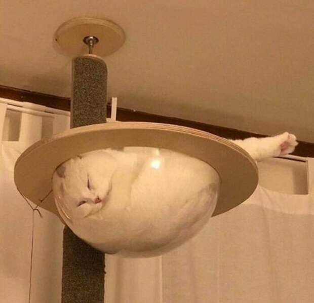 Котики, которые так и притягивают внимание к себе Котики, которые так и притягивают внимание к себе