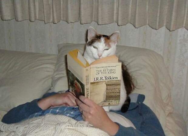 Кот ученый читает. Кот ученый читает
