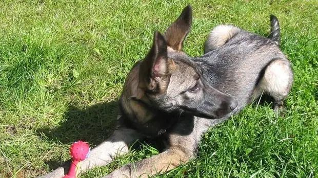 Московские ветеринары рассказали о правильном уходе за собаками