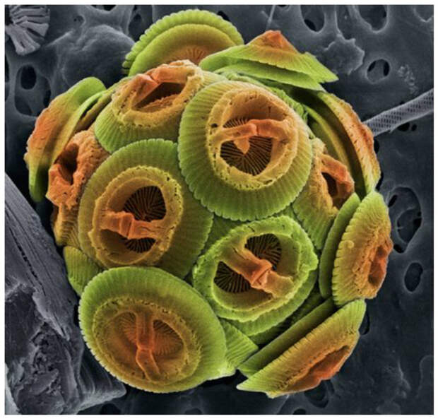 Это та самая микроскопическая водоросль, которая дает нам бОльшую часть кислорода интересное, красота, микросъемка, удивительное
