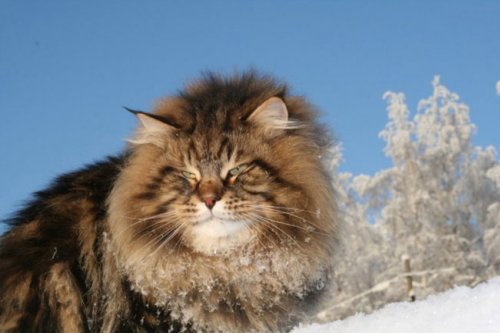 Сибирский царь котов Сибирский царь котов