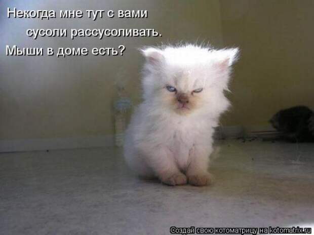 Котоматрицы(картинки с надписями)