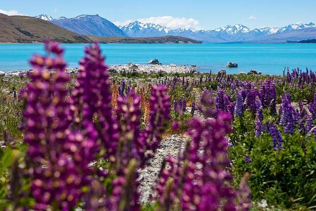 ozero-tekapo-02