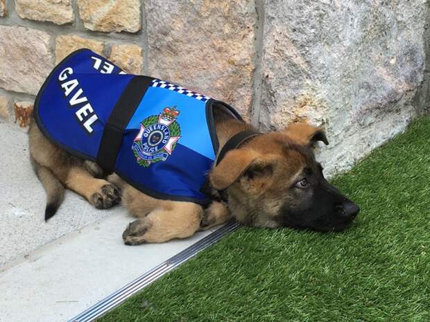 Самого дружелюбного щенка австралийской полиции выгнали с работы