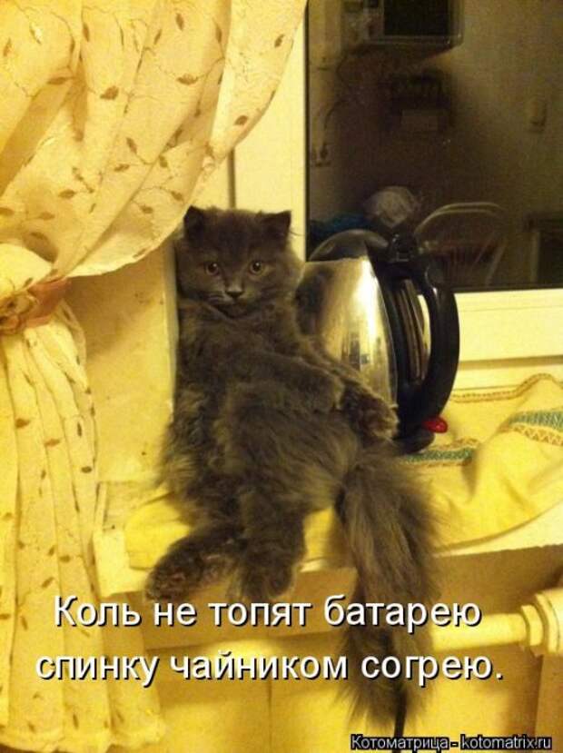 Свежая котоматрица на Бугаге (27 фото)